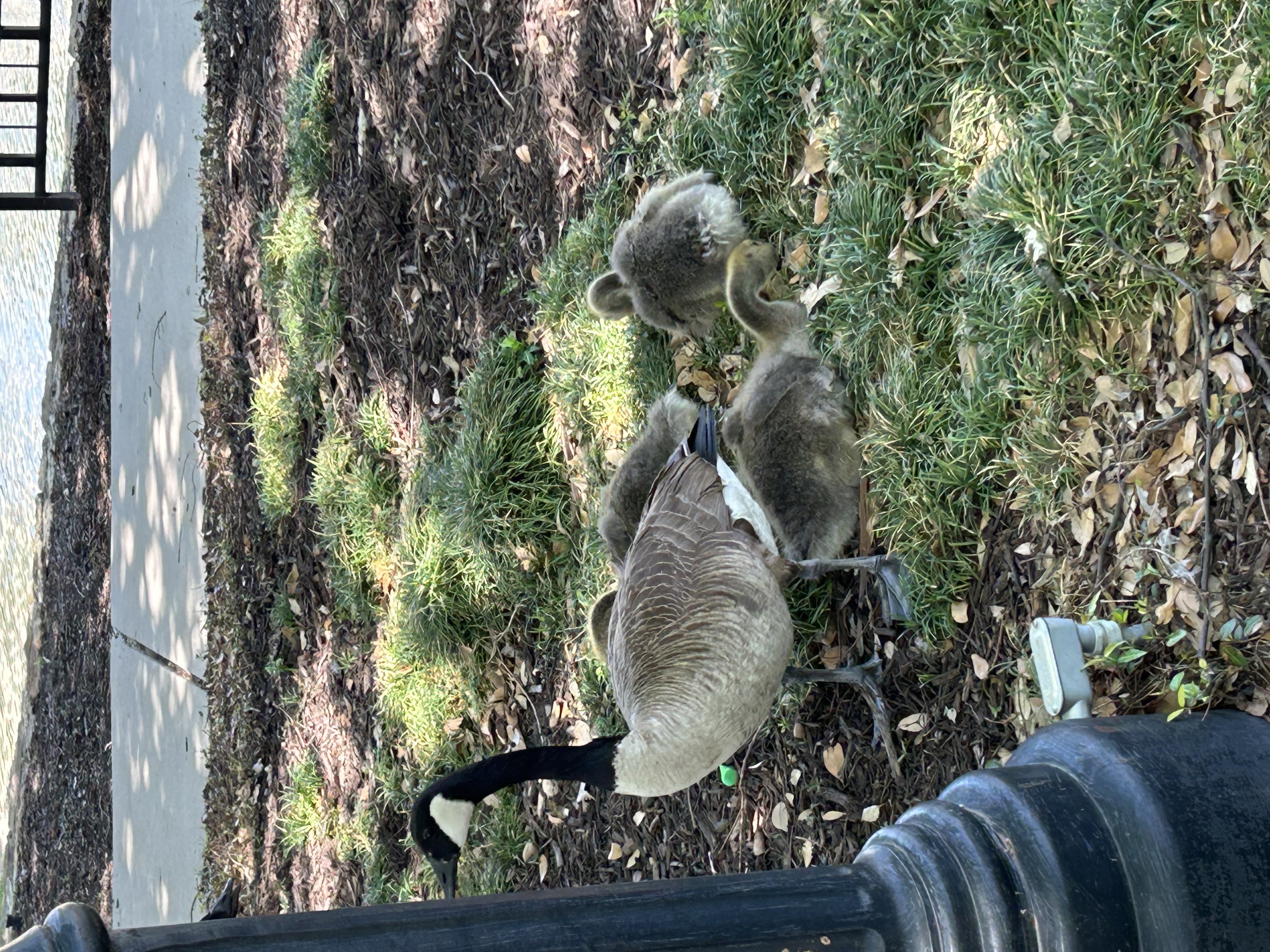 Group of geese by some water