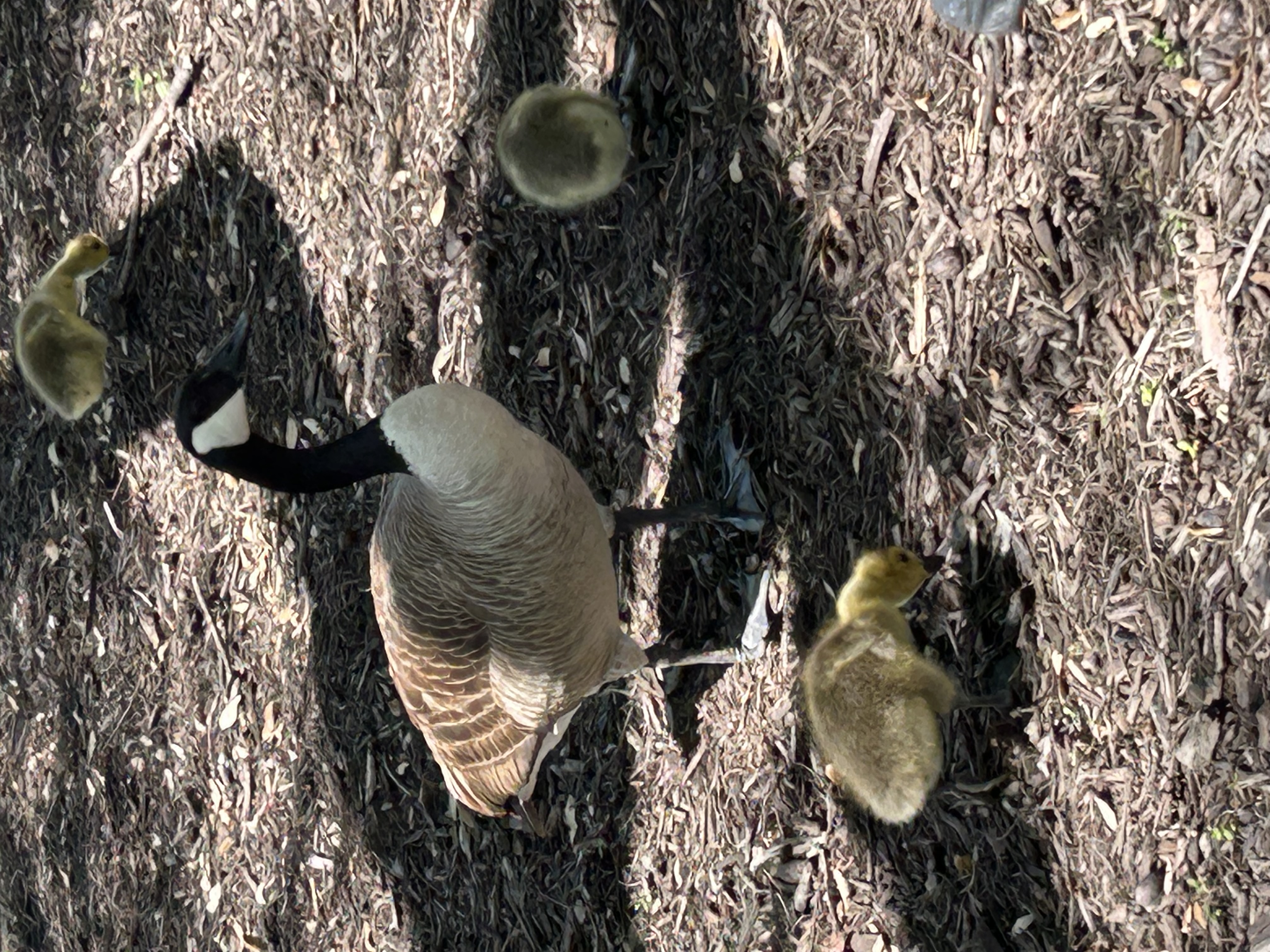 Group of geese by some water