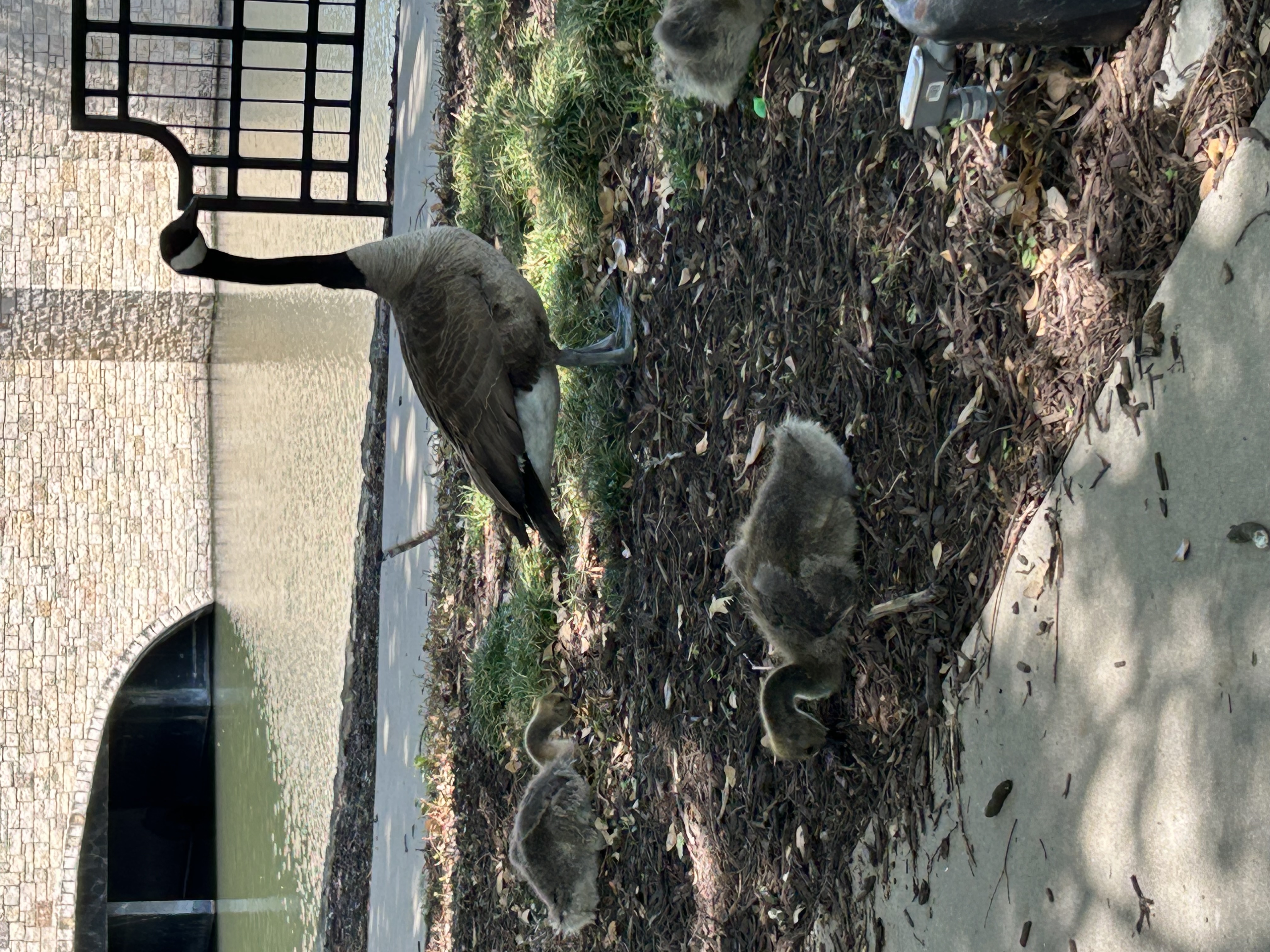 Group of geese by some water