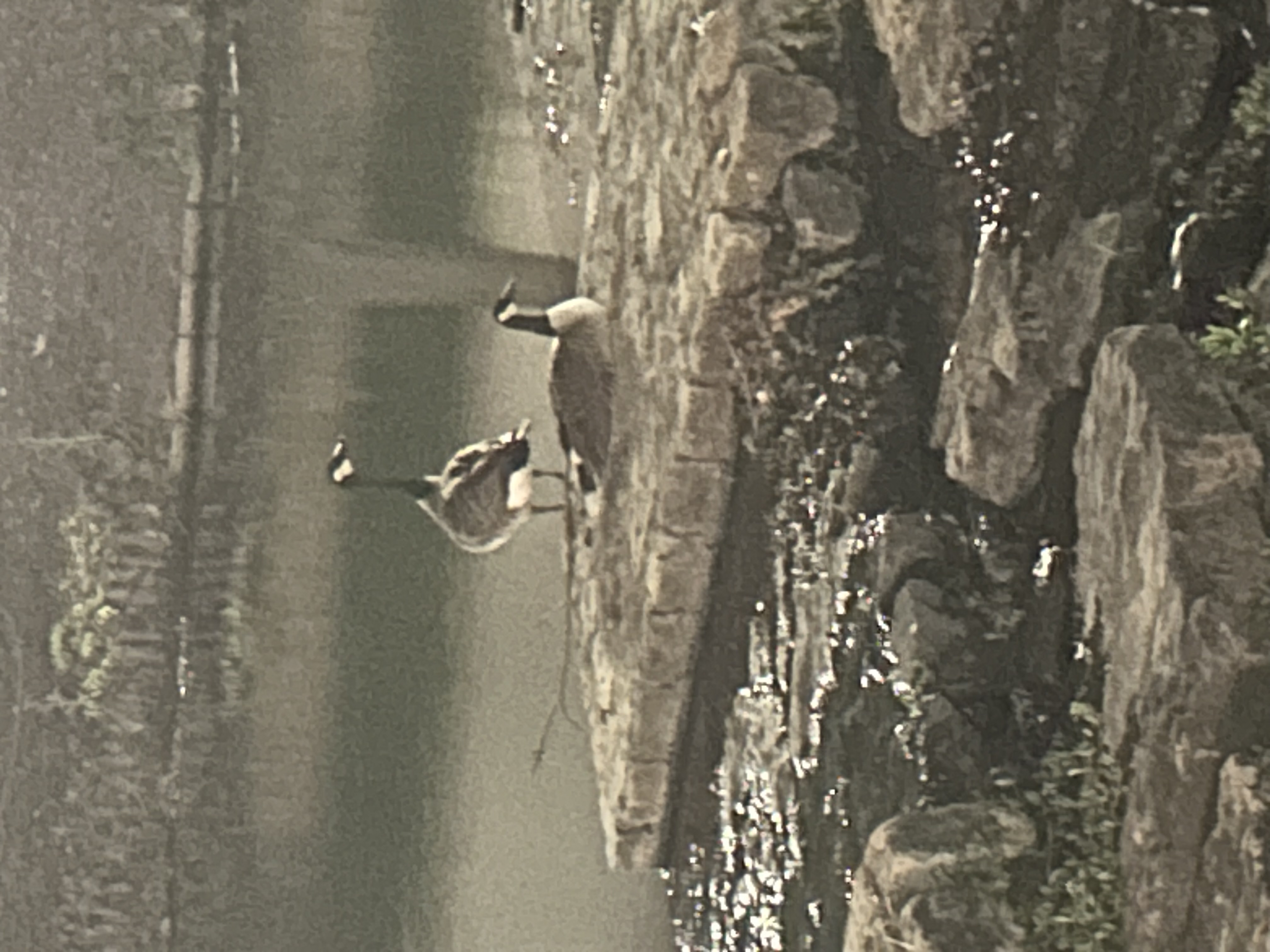 Group of geese by some water