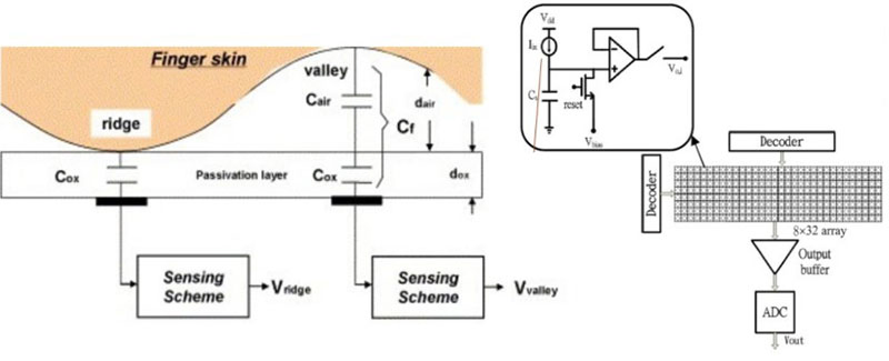 /privacyguides/privacyguides.org/raw/commit/be042fe0601fc66a3b34d138b332f5d56e25b78b/blog/assets/images/biometrics-explained/capacitve-diagram.webp