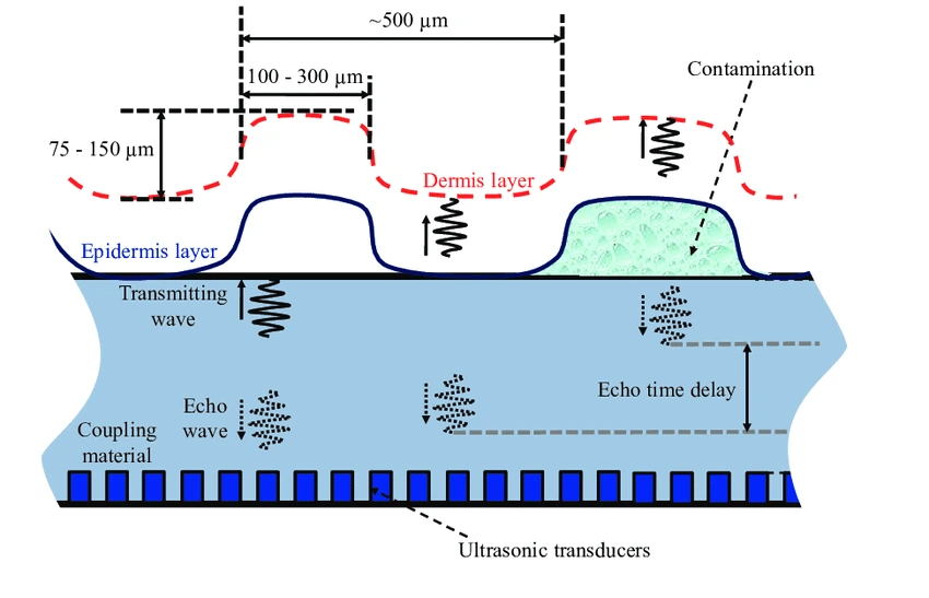 /privacyguides/privacyguides.org/raw/commit/be042fe0601fc66a3b34d138b332f5d56e25b78b/blog/assets/images/biometrics-explained/ultrasonic-diagram.webp