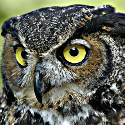 /privacyguides/privacytools.io/raw/commit/99e8e09cfbfcefa3c6016fe60a9d82bffe8c3f9d/assets/img/team/burung.jpg